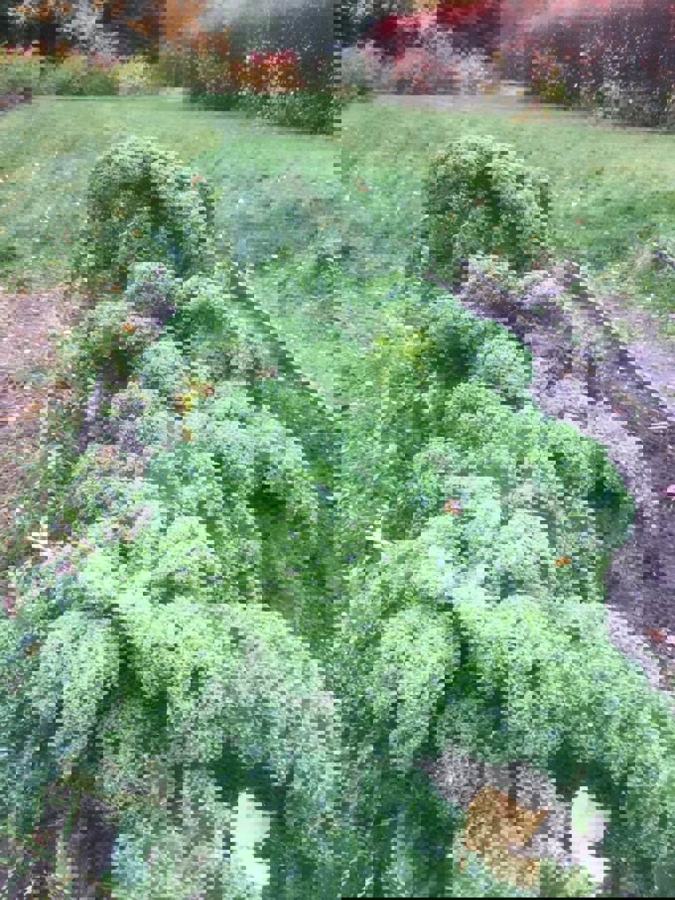 Grønkålen står fint