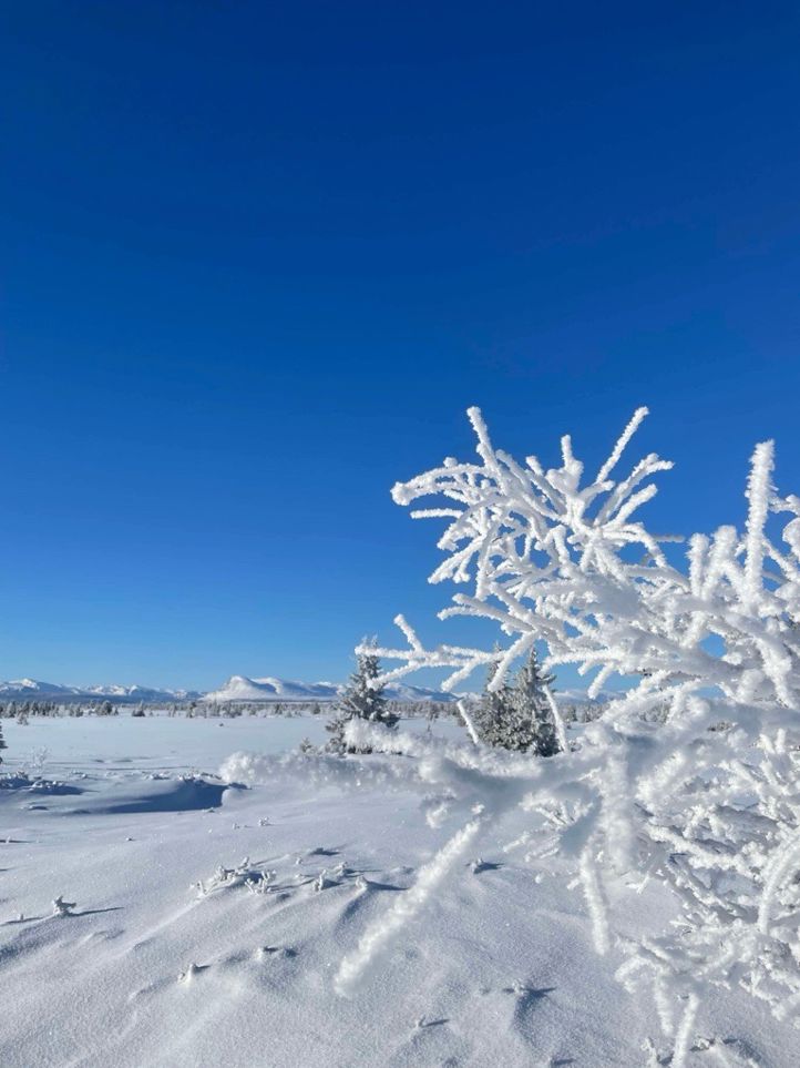 Et snødekt landskap med trær